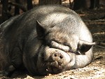 Free Stock Photo: A very large pig sleeping in the dirt