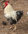 Free Stock Photo: Closeup of a white and black rooster
