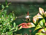 Free Stock Photo: Yellow spider