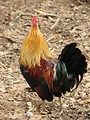 Free Stock Photo: Back side of a gold and brown chicken