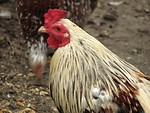 Free Stock Photo: Closeup of a white rooster