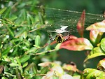 Free Stock Photo: Yellow spider