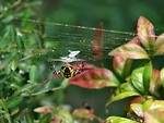Free Stock Photo: Yellow spider
