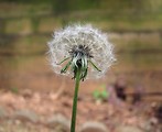 Free Stock Photo: Closeup of a dandelion in a garden