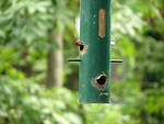 Free Stock Photo: Closeup of a green bird feeder hanging in the trees