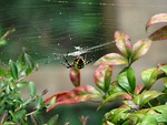 Free Stock Photo: Yellow spider