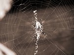 Free Stock Photo: Spider on a web