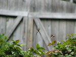 Free Stock Photo: Yellow spider