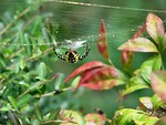 Free Stock Photo: Yellow spider