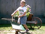 Free Stock Photo: A young boy pushing a wheelbarrow by flowers