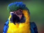 Free Stock Photo: Close-up of a blue and yellow parrot