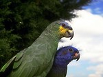 Free Stock Photo: Close-up of a green and a blue parakeet