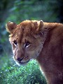 Free Stock Photo: Close-up of a lion in the grass