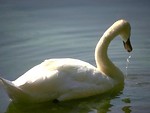 Free Stock Photo: White swan swimming and drinking water