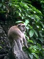 Free Stock Photo: A brown monkey in a tree