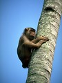 Free Stock Photo: A brown monkey climbing a tree