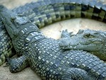 Free Stock Photo: A pair of small crocodiles resting on each other
