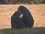 Free Stock Photo: A pair of chimpanzees sitting in the grass