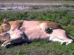 Free Stock Photo: A pair of lions sleeping on top of each other in the grass