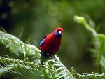Free Stock Photo: A small red and blue parrot perched on a tree