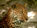 Free Stock Photo: Close-up of a leopard