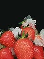 Free Stock Photo: Frozen strawberries with ice on a black background