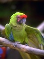 Free Stock Photo: Close-up of a small green parakeet on a branch