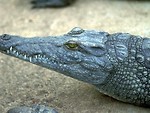 Free Stock Photo: Close-up of a crocodile