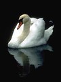 Free Stock Photo: A white swan swimming on the water.