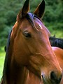 Free Stock Photo: Close-up portrait of a brown horse
