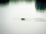 Free Stock Photo: A hippo sticking its head out of the water