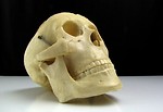 Free Stock Photo: Close-up of a replica human skull
