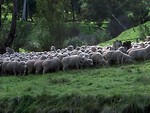 Free Stock Photo: A flock of sheep in a field