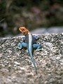 Free Stock Photo: A blue and red lizard on a rock