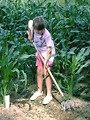 Free Stock Photo: A young girl doing some farm work