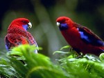 Free Stock Photo: Two red and blue parakeets