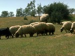 Free Stock Photo: A small flock of sheep on a hill