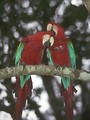 Free Stock Photo: Two red and green parrots on a branch