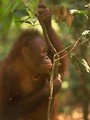 Free Stock Photo: Close-up of a brown monkey in a tree