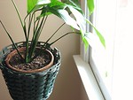 Free Stock Photo: Indoor potted plant