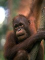 Free Stock Photo: Close-up of a brown monkey