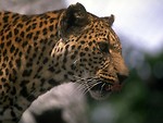 Free Stock Photo: Closeup of a jaguar