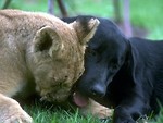 Free Stock Photo: A lion and a dog cuddling
