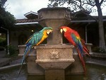 Free Stock Photo: Two parrots sitting on a fountain