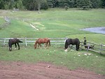Free Stock Photo: A woman standing by horses and a wooden fence