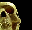 Free Stock Photo: Close-up of a human skull replica