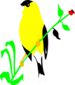 Free Stock Photo: Illustration of a golden finch