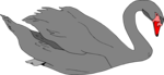 Free Stock Photo: Illustration of a gray swan