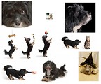 Free Stock Photo: Various dogs