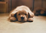 Free Stock Photo: Tired dog